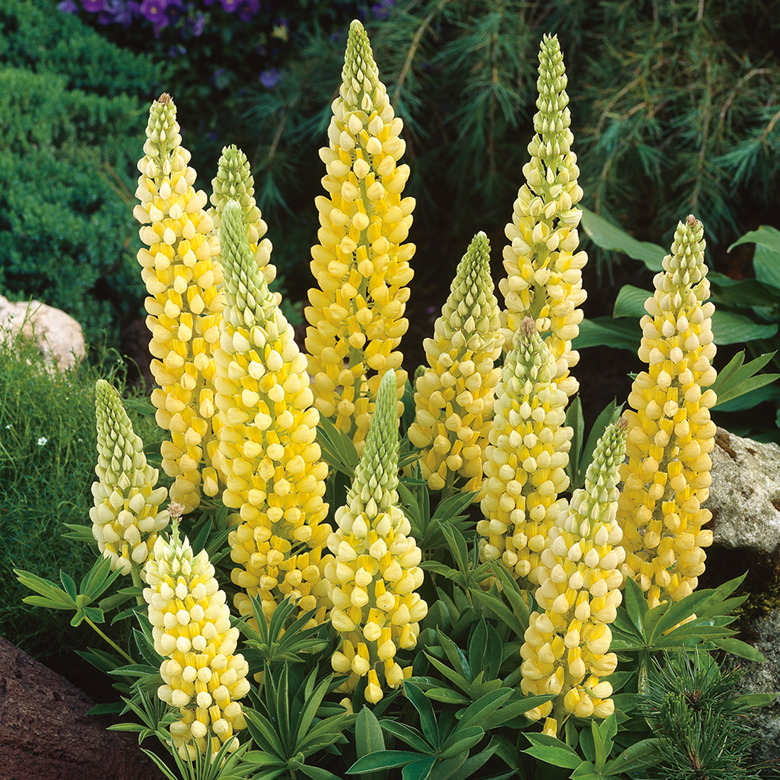 Lupine Gallery Yellow